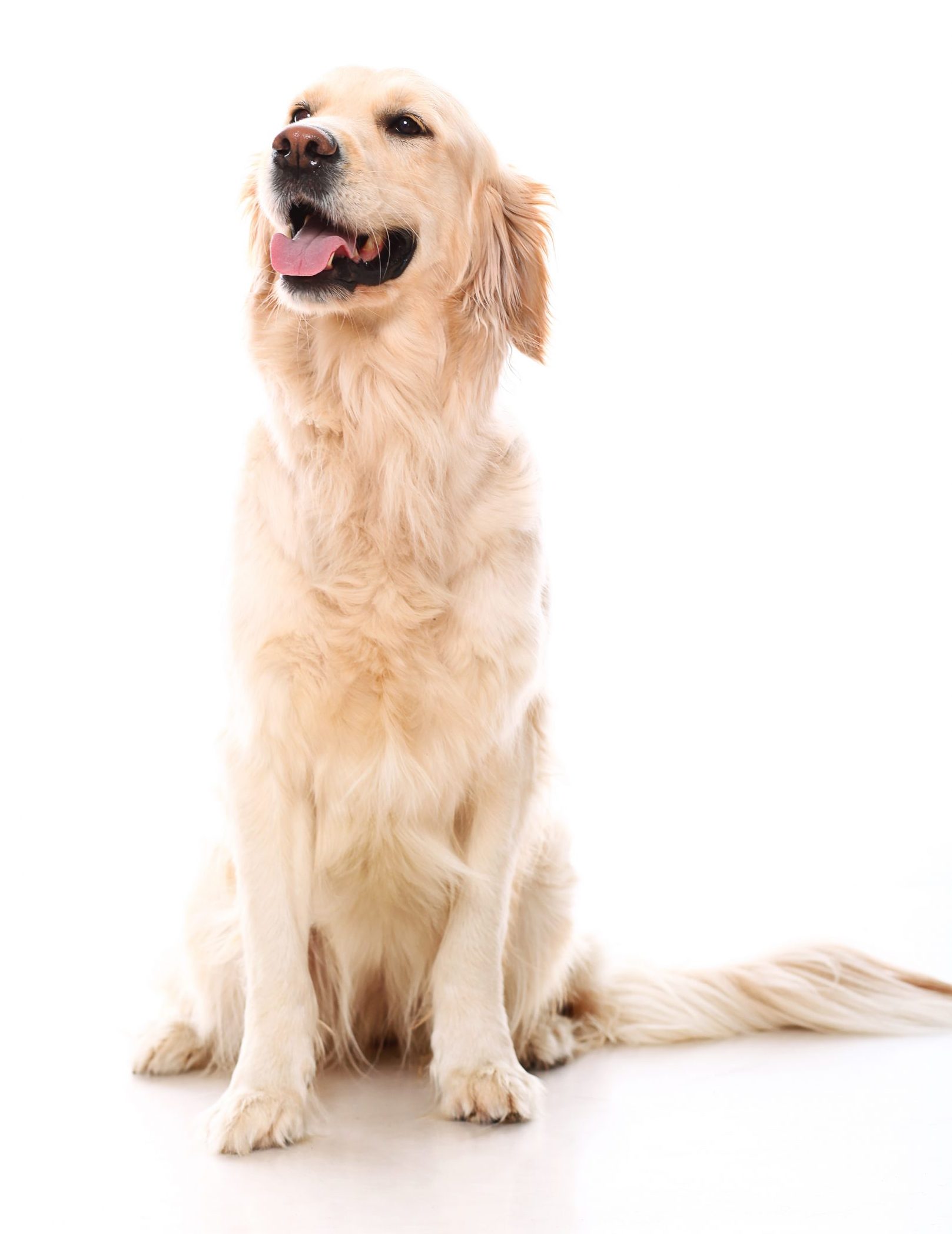 Cute golden retriever