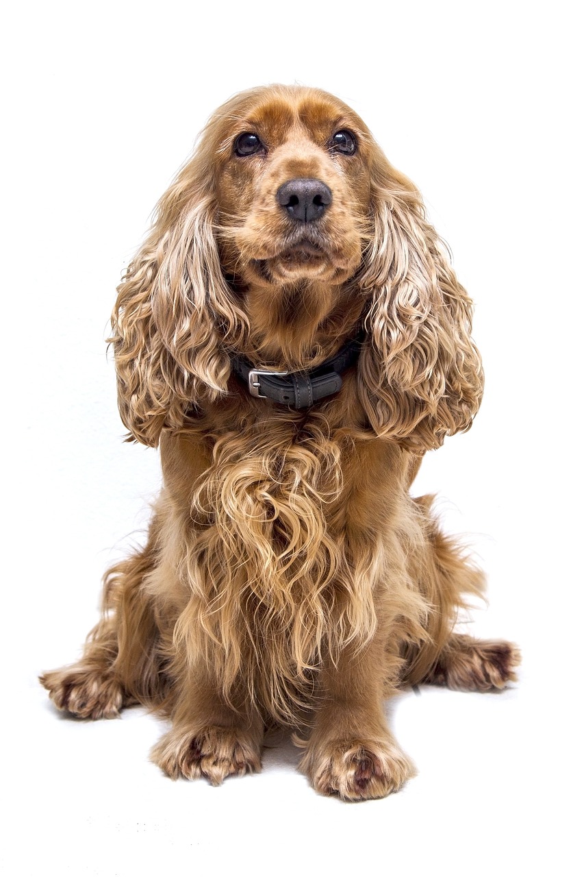 dogs-4716735_1280