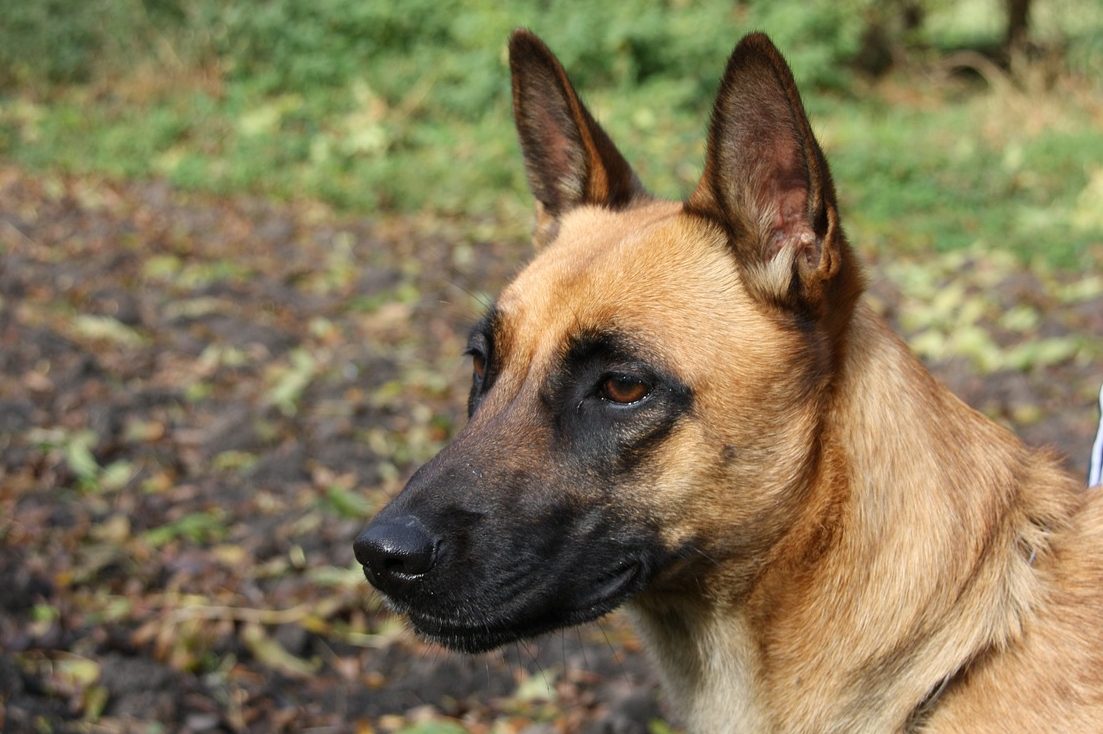 malinois-3386470_1280